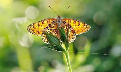 1957年和哪些属相比较般配