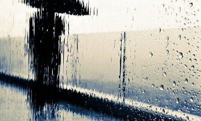 女狗和男羊的合不合适？属羊男喜欢什么样的异性？