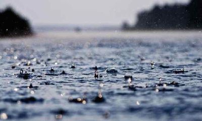 属狗男和属羊女合不合？属羊女不喜欢什么样的追求者？