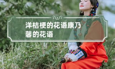 洋桔梗的花语 康乃馨的花语