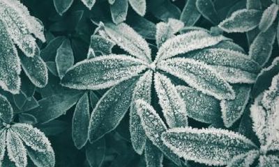 霜降看红叶晚吗？2020年霜降最美赏红叶地推荐!