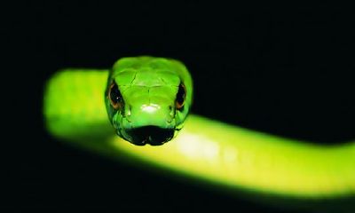 蛇年犯太岁怎么办？