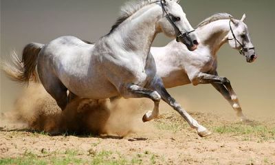 马年犯太岁怎么办？