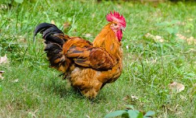 鸡年犯太岁怎么办？