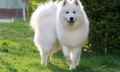 狗年犯太岁怎么办？