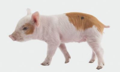 猪年犯太岁怎么办？