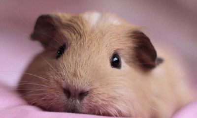 鼠年犯太岁怎么办？