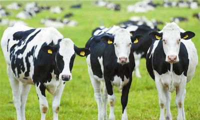 牛年犯太岁需要注意什么？