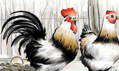 属鸡的人终身运程_生肖鸡的命运如何？