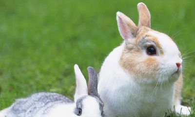 属兔的人终身运程_生肖兔的命运如何？