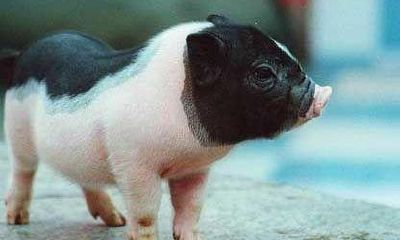 九月出生的属猪人命运好吗?