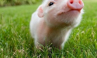 八月出生的属猪人命运好吗?