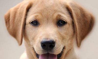 四月出生的属狗人命运好吗?