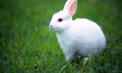 四月出生的属兔人命运好吗?