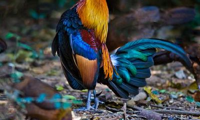 六月出生的属鸡人命运好吗?