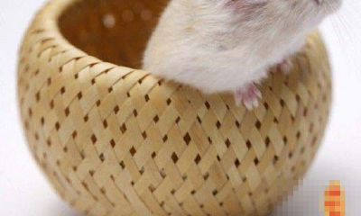 十二月出生的属鼠人命运好吗？