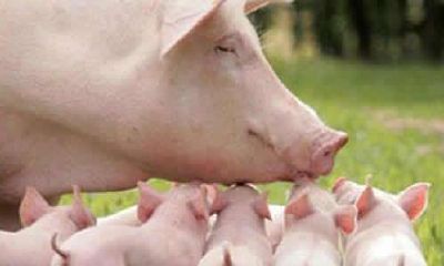 属猪人2020年佩戴什么开运吉祥物