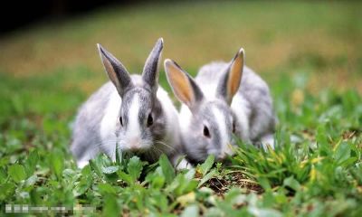 属兔人2020年刑太岁佩戴什么开运吉祥物