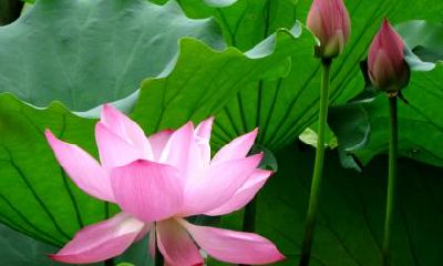 2020年处暑前一天为搬家吉日吗？入宅和搬家的区别是什么？