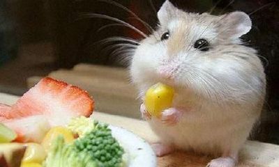 属鼠人2020年本命年佩戴什么开运吉祥物