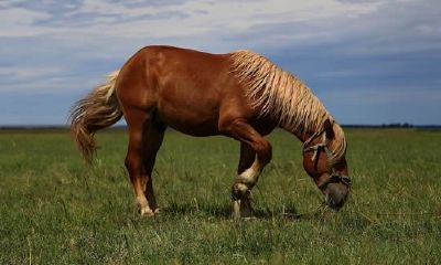 属马人2020年冲太岁佩戴什么开运吉祥物