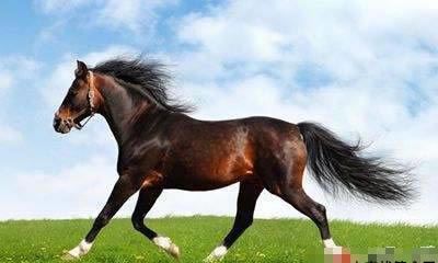 2002年属马的人2020年运势