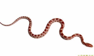 属蛇2020年运势及运程_2020年属蛇人的全年运势