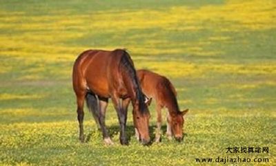 1990年属马的人2020年运势