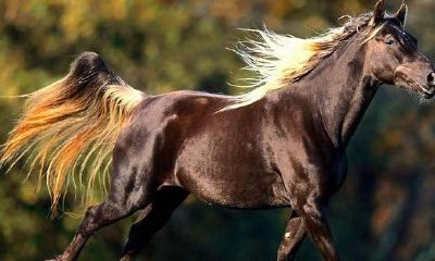 2020年什么生肖冲太岁 - 2020年属马犯太岁怎么化解