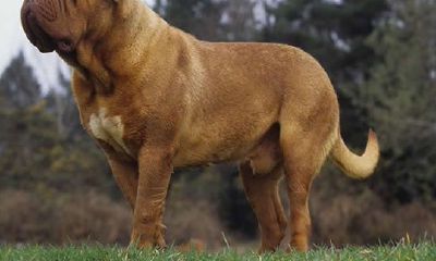 1994年属狗的人2019年运程