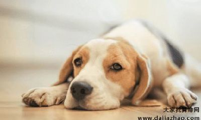 1958年属狗的人2020年运势