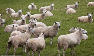 1991年属羊的人2019年运程