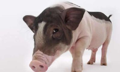 1995年属猪的人2019年运程