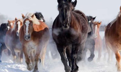 1966年属马的人2019年运程