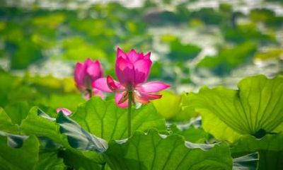 属猴的人在寒露节气出生好不好？属猴生肖贵人是什么？