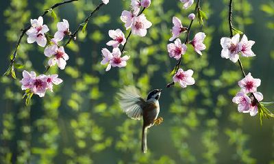 2018年属狗人的运势解析