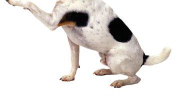 属狗的人2020年运程