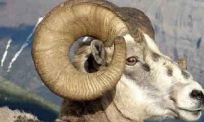 属羊2018年运势及运程 属羊人2018年全年运势