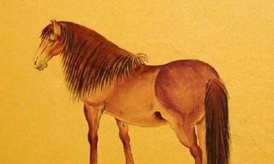 属马2018年运势及运程 属马人2018年全年运势