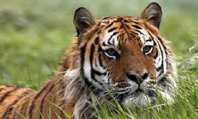 属虎2018年运势及运程 属虎人2018年全年运势