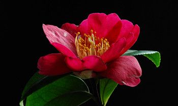 属狗女生的恋爱特点是什么