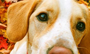 属狗的人2017年下半年运程详解