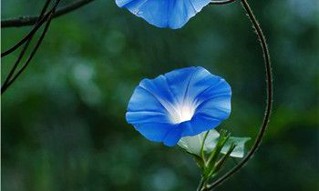 属狗人买房的风水秘诀是什么