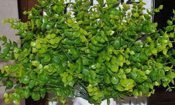 属狗爱情里的雷区是什么