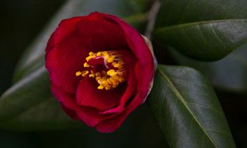 属狗人如何面对恋人的背叛