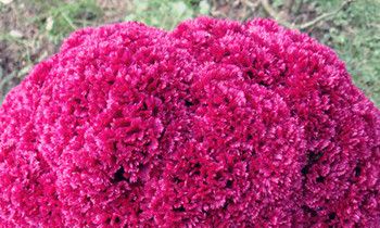 属狗媳妇如何搞定婆婆大揭秘