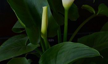 属狗人的爱情凶手是什么