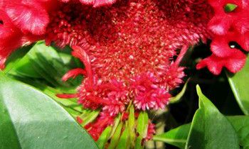 属狗人适合在哪个领域发展