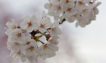 属狗人会如何应对职场冷遇