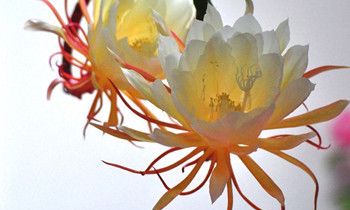 属狗人上辈子做的亏心事是什么